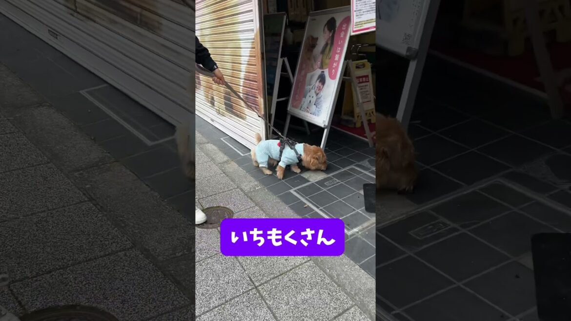 【コジマすき】#shorts #kichi #dog #norfolkterrier #cutedog #terrier #吉 #ノーフォークテリア #愛犬キチ