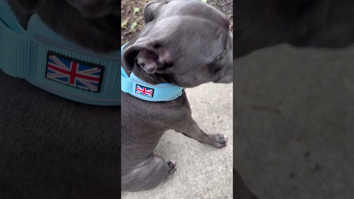 Staffordshire Bull Terrier Collar - Staffordshire Bull Terrier 1935® #staffordshirebullterrier