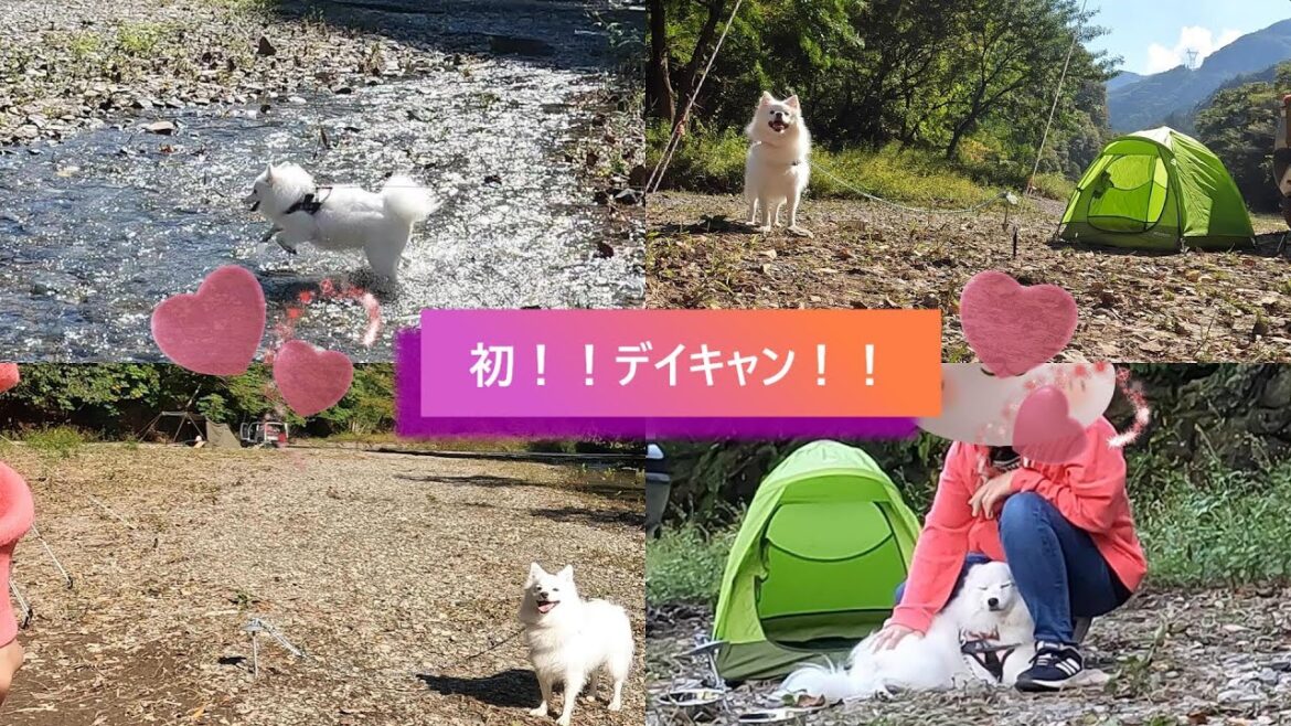 【日本スピッツ】初のデイキャンプに行ってきた！！