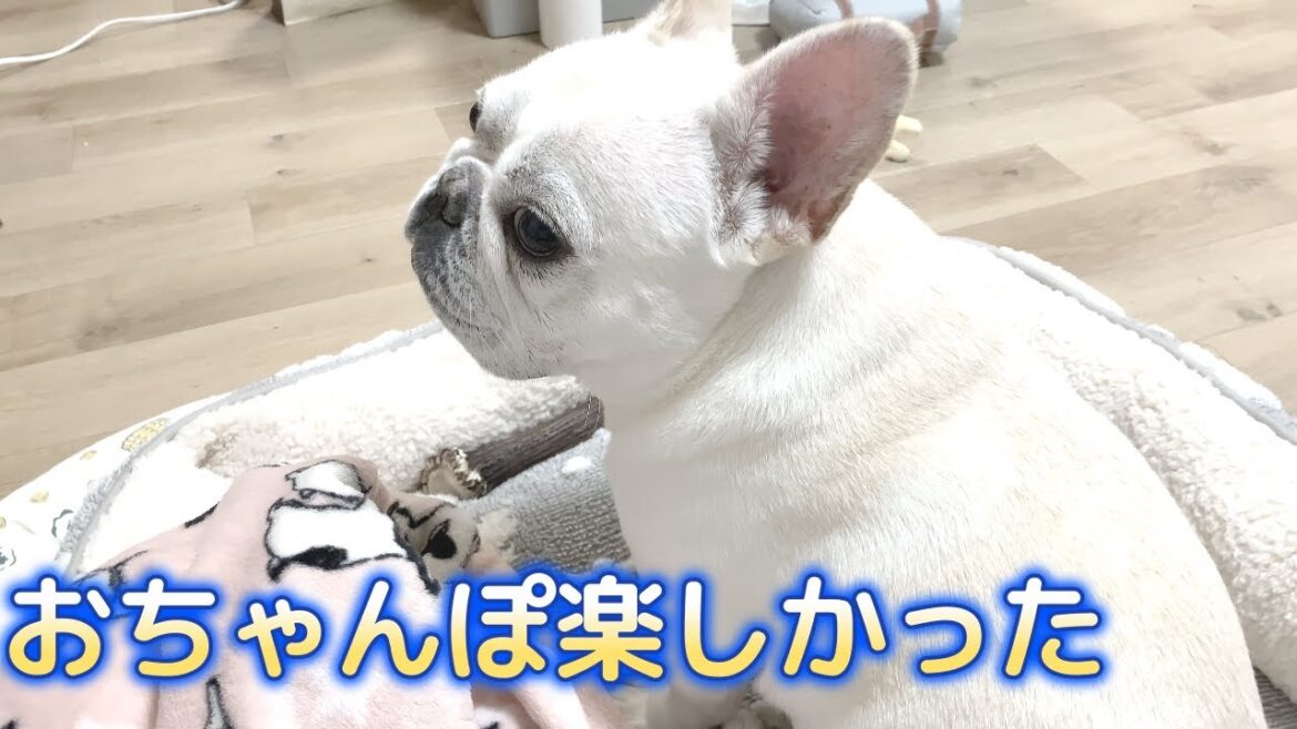 いつもお散歩後に話し合いしていますｗ【フレンチブルドッグ frenchbulldog】
