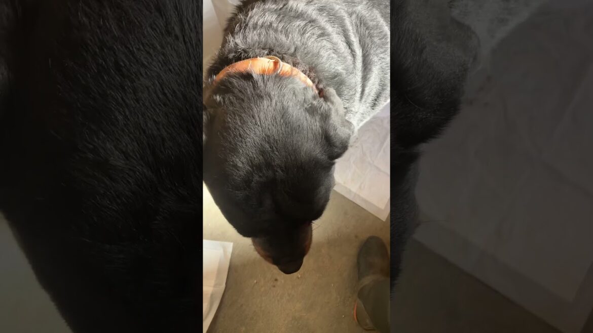 ゴンゴンハウス^_^ #shorts #rottweiler #doglover