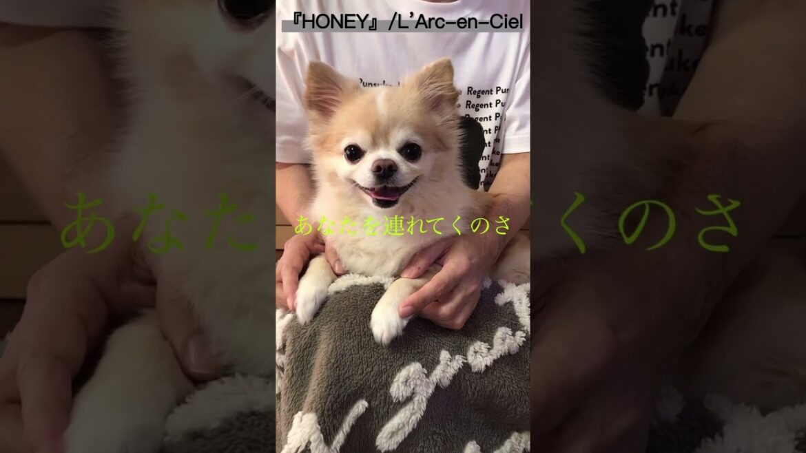 【ぷん助】HONEYチワワ #shorts #chihuahua #チワワ #honey  #larcenciel  #犬のいる生活 #ロングコートチワワ #ぷん助