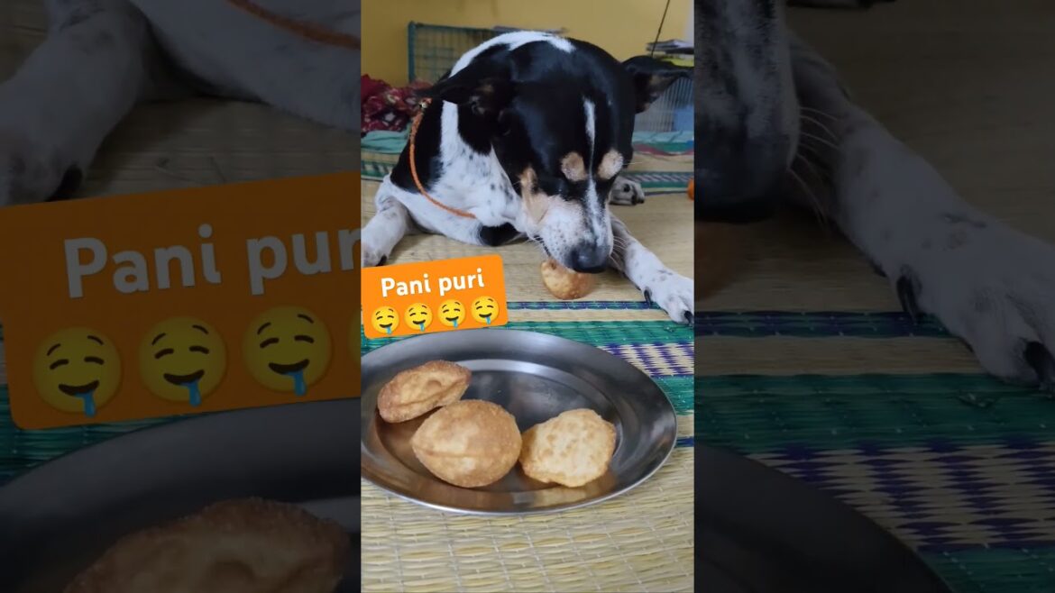 Pani Puri shorts #youtuber #ytshors#youtuber #cat #shortvideo