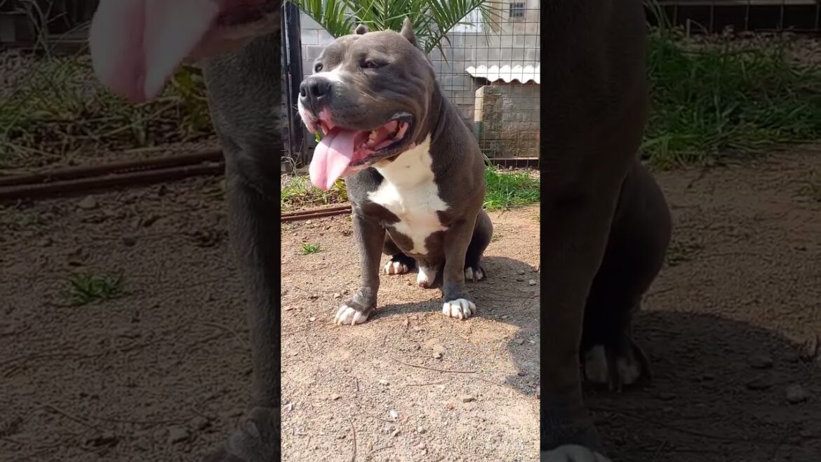 American Staffordshire Terrier - Hellboy #americanstaffordshireterrier #dog