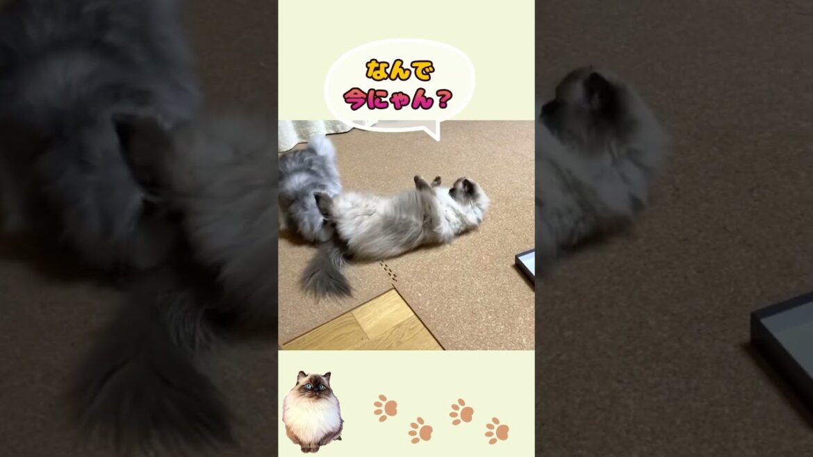 前蹴りで距離を取る、ファイトスタイルの長男バロン（ヒマラヤン）🤭　#cat #catlover #猫 #猫動画 #猫のいる暮らし #고양이