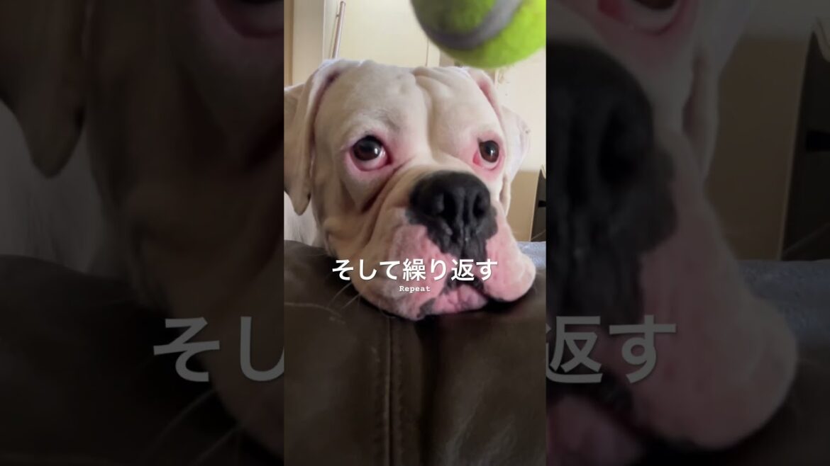 コレ、なんて遊び？😂　ボクサー犬