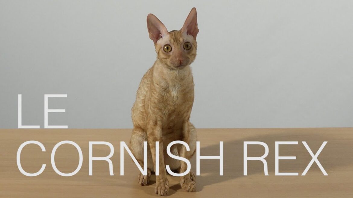 Tutocat - Le Cornish Rex