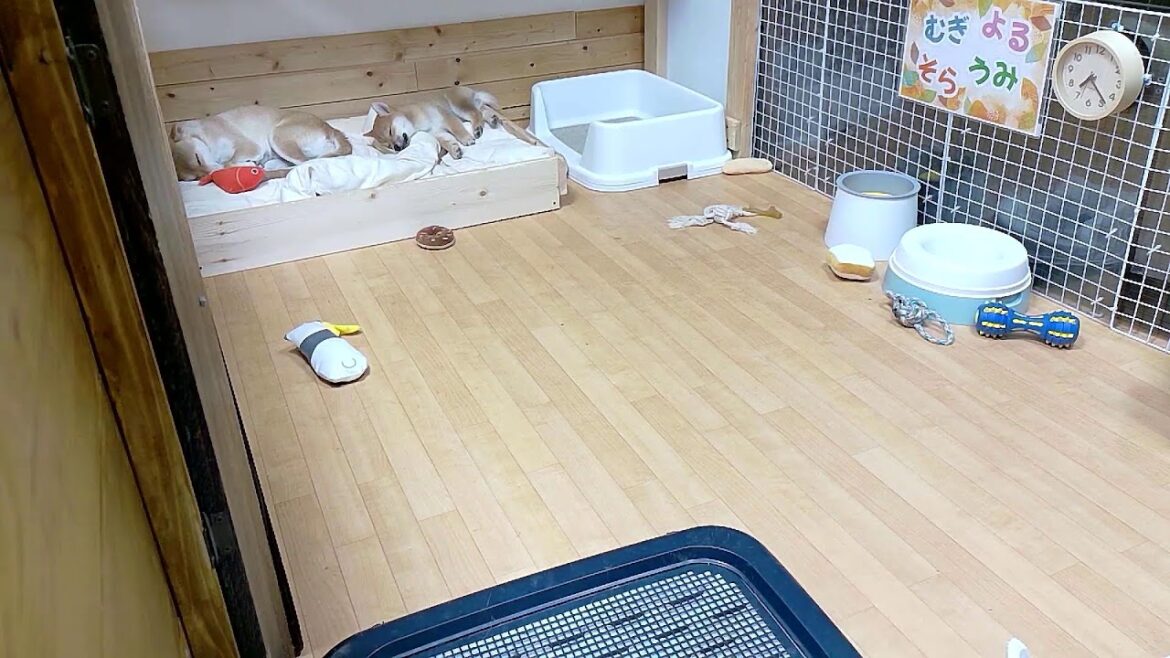 柴犬なつ！子育て生配信【生後79日】首輪外し中！誰がどの子か分かるかな！？むぎ君は別室で経過観察中！