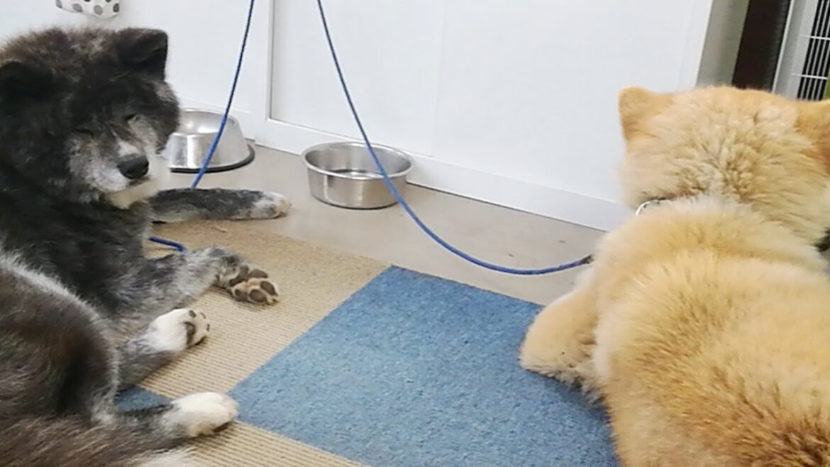 秋田犬会館配信！