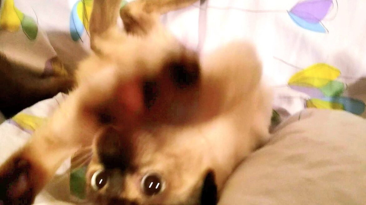 布団で大暴れするシャム子猫🙊