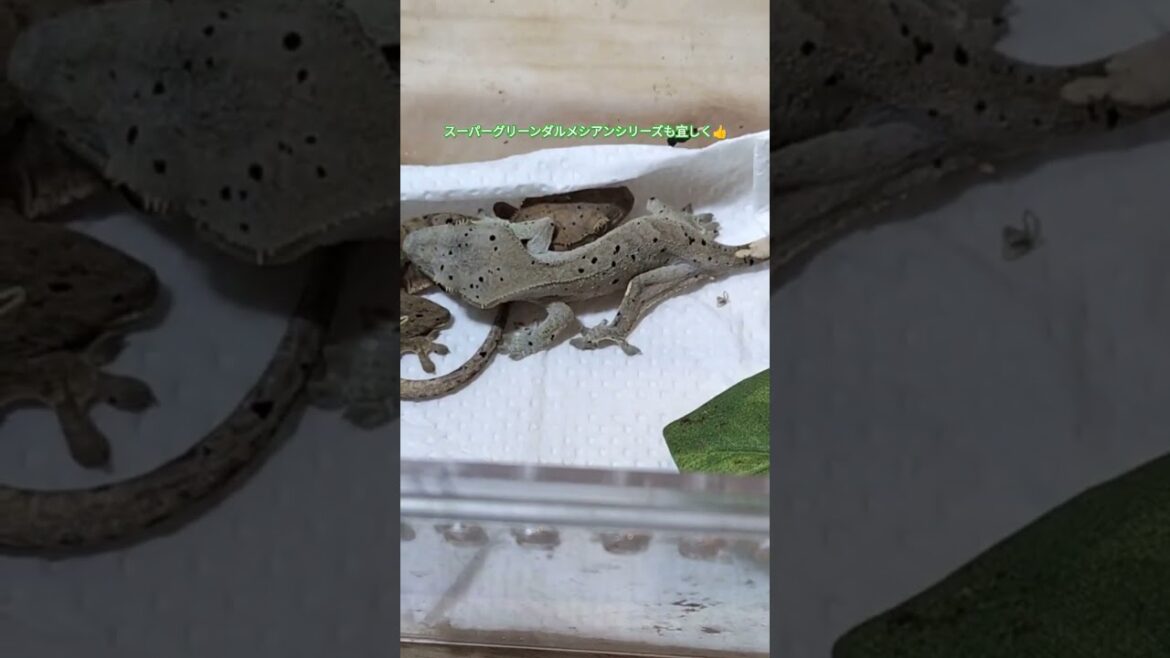 クレステッドゲッコー自家繁殖シリーズ#ダルメシアン#クレスベビー #project