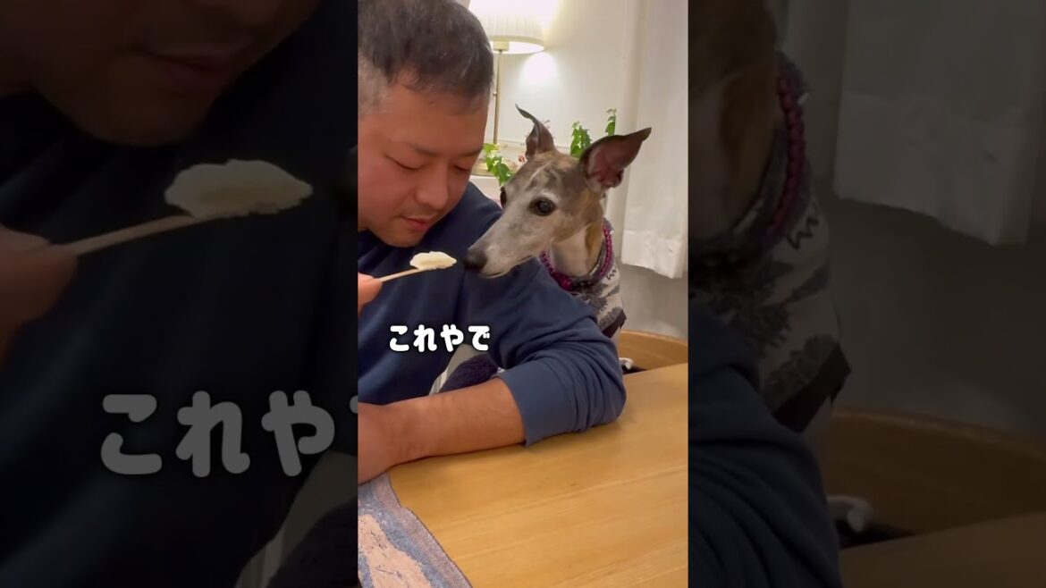 どうしてもアイスが食べたくてペロペロしちゃう犬【イタグレ】【ウィペット】#shorts #dog