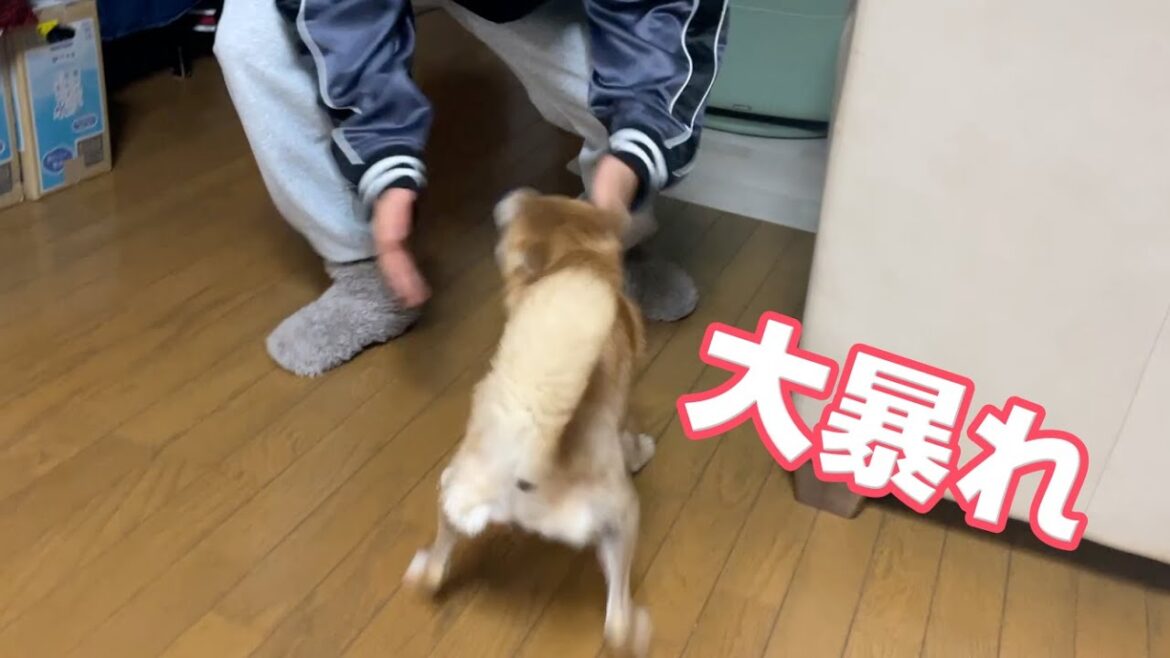食後の運動会でグロッキーになるまで追い詰める　柴犬小夏