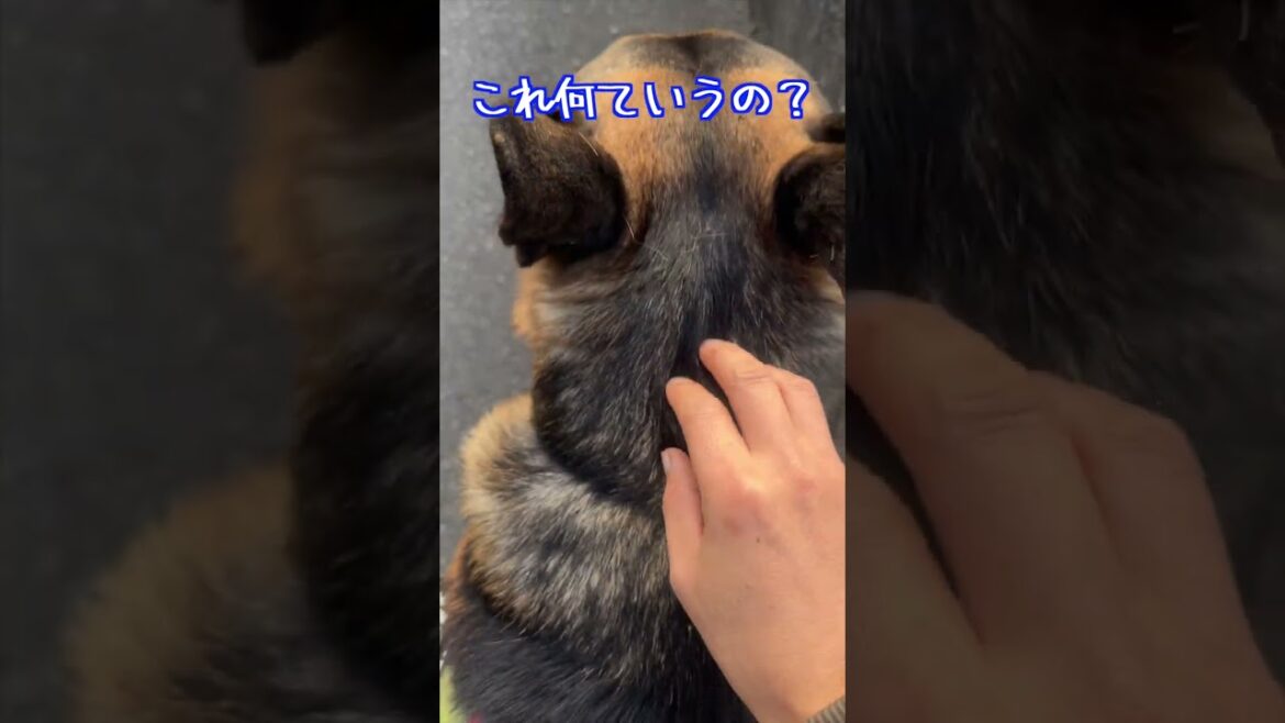 これ何ていうの？ #シェパード