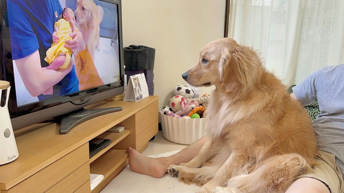 テレビの中に映る赤ちゃんが泣くと即座にベビーベッドを確認しにいくゴールデンレトリバー