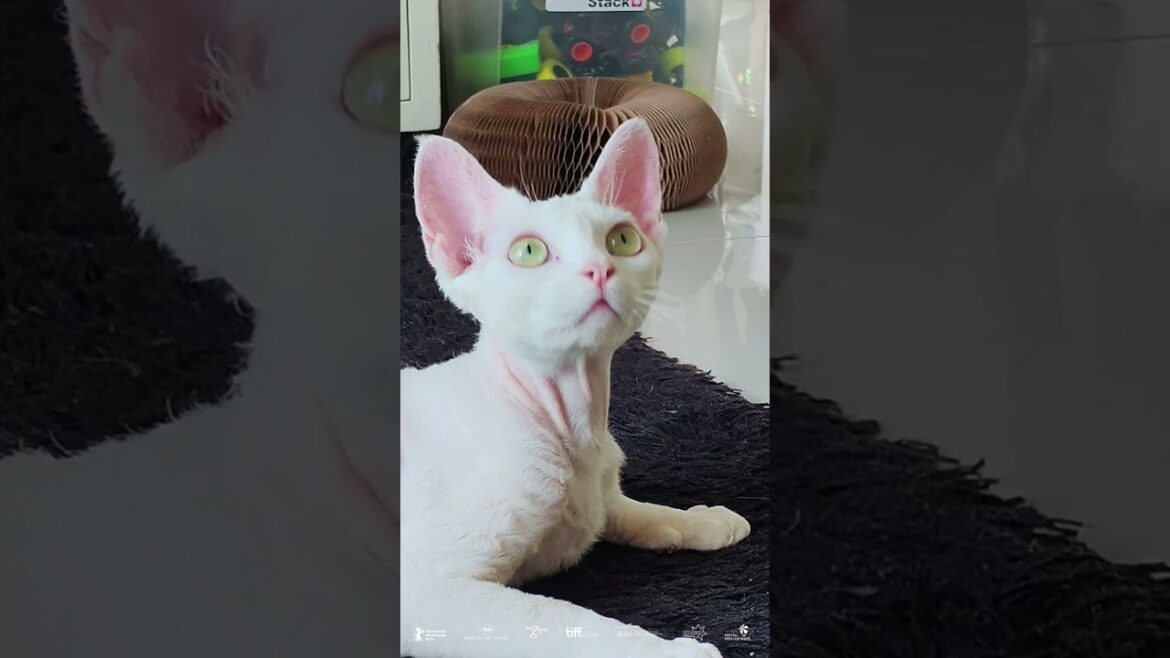 #DevonRex #Cat #FunnyCats #Playwithcat #Unusualcats #Social #Shorts