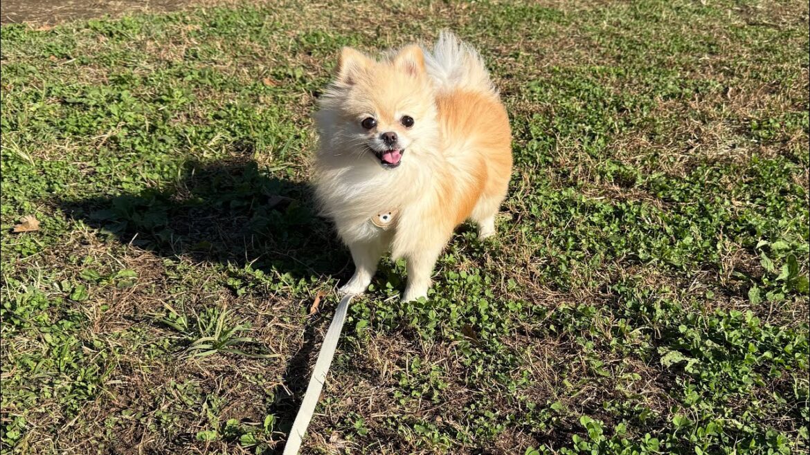 【咬傷事故後】お散歩再開しました 【咬傷事故後】お散歩再開しました