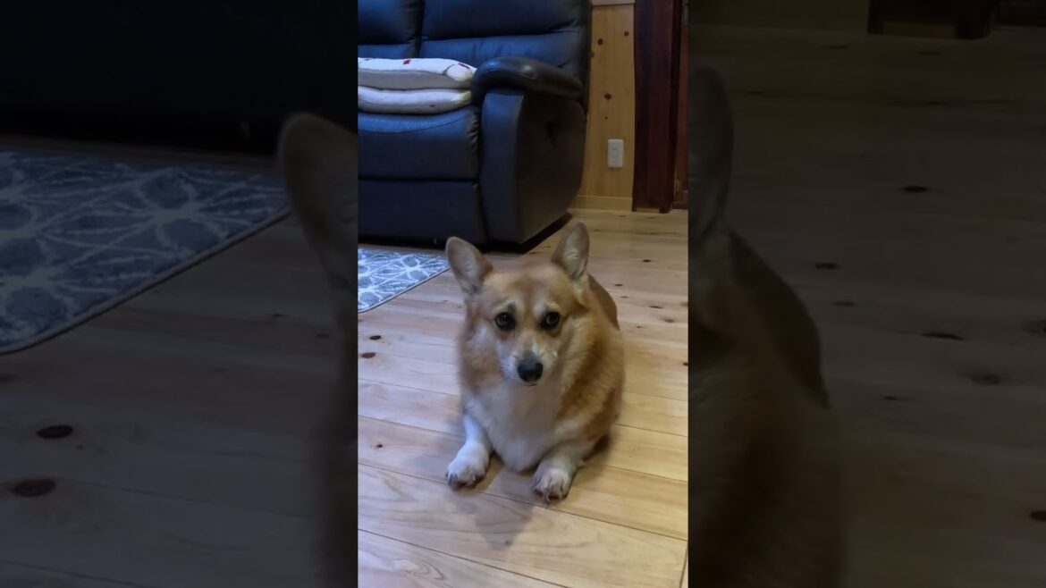 起き上がってキョロキョロするコーギー / A corgi sitting up and looking around #コーギー #サクラ #corgi