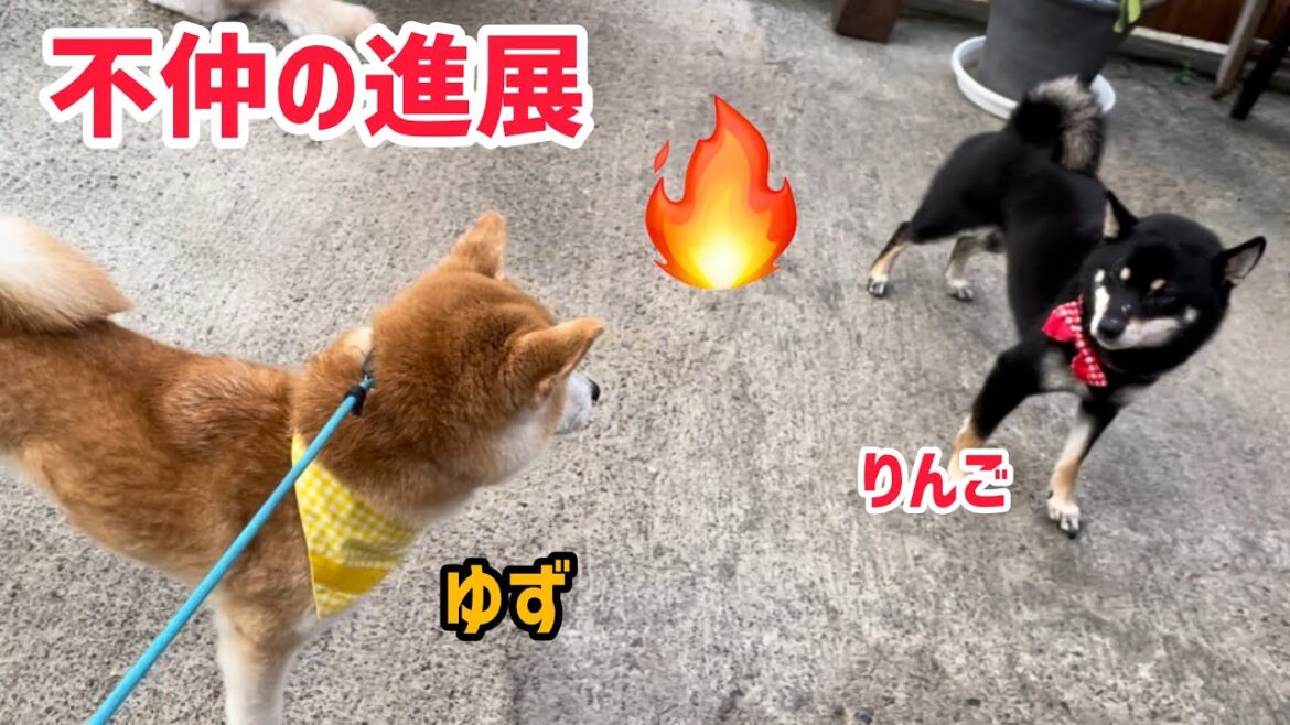 柴犬の不仲コンビに進展がありました! 柴犬の不仲コンビに進展がありました!