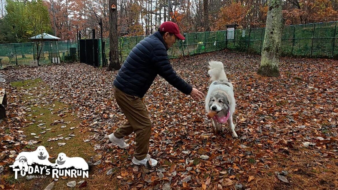 お父さんと鬼ごっこでひと勝負するのがとても楽しいベルです　Great Pyrenees　グレートピレニーズ