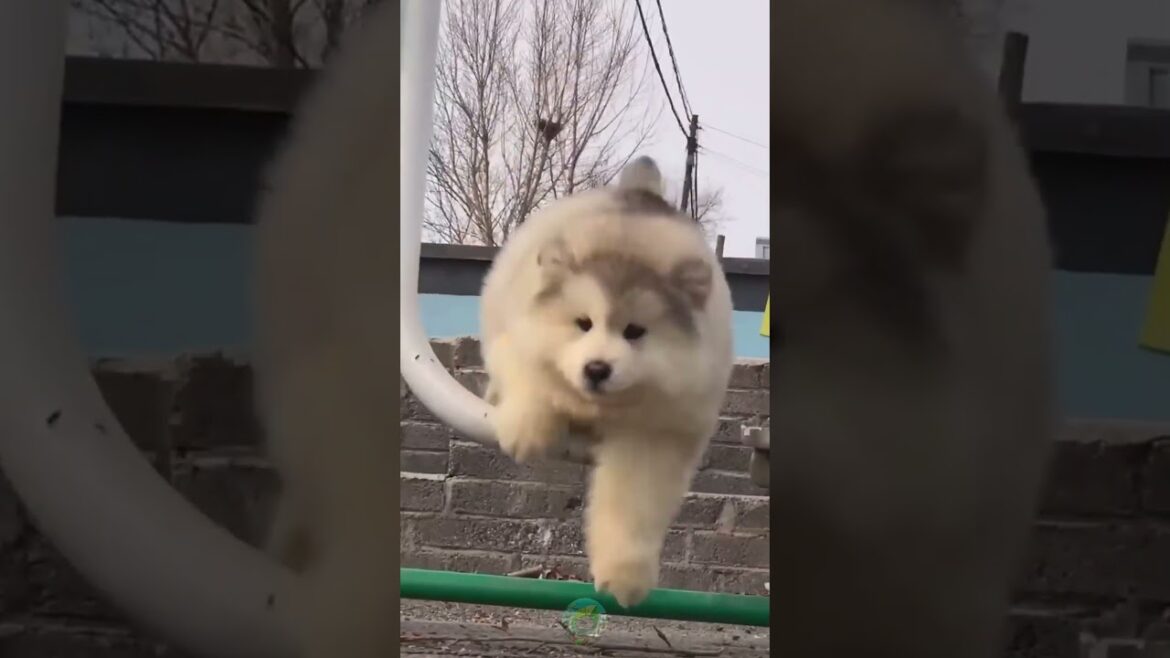 These Malamute Puppies Are Too Cute to Handle! 🐕💖