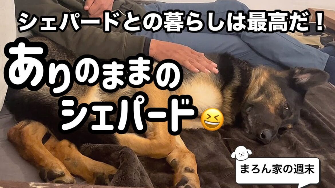 ちょっと笑っちゃう、まろん家のありのままをお届けしまぁーす🐶【ジャーマンシェパード】