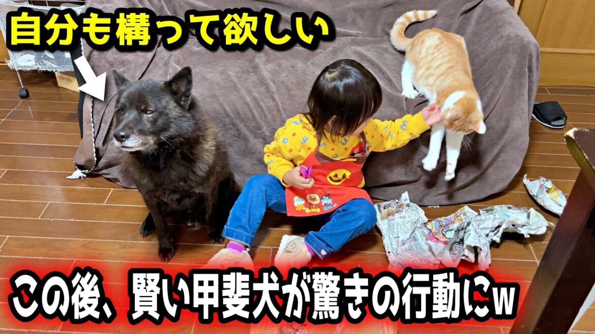 【ホッコリ】愛犬が子供に構って欲しくてとった行動が賢すぎるw【甲斐犬一休】
