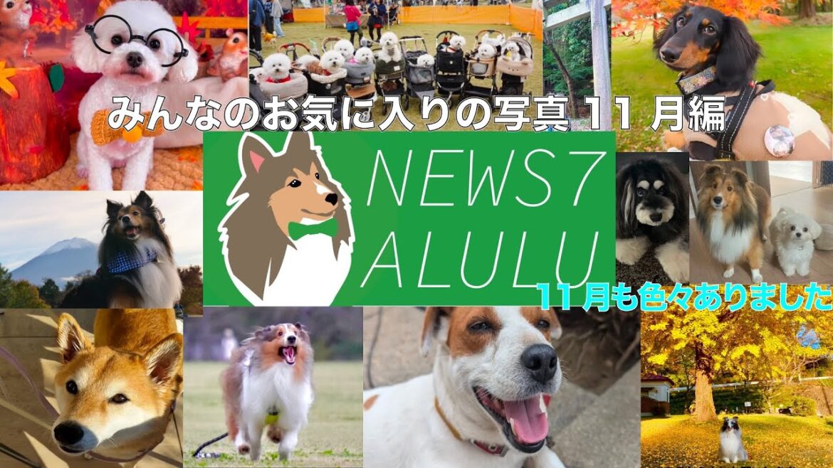 11月もすごい出来事がいっぱいでした【シェルティ】ニュースアルル11月編！オフ会祭り！