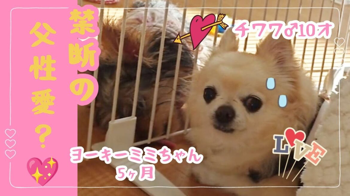 【生後5ヶ月】#ヨーキー #子犬 #チワワ10歳♂ #禁断の愛  #トイレトレーニング