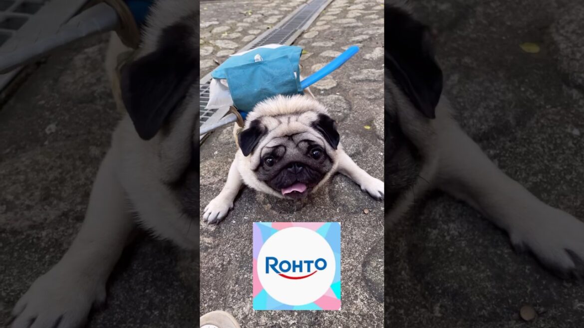ロート製薬　#パグ#shorts #犬のいる暮らし#かわいい犬