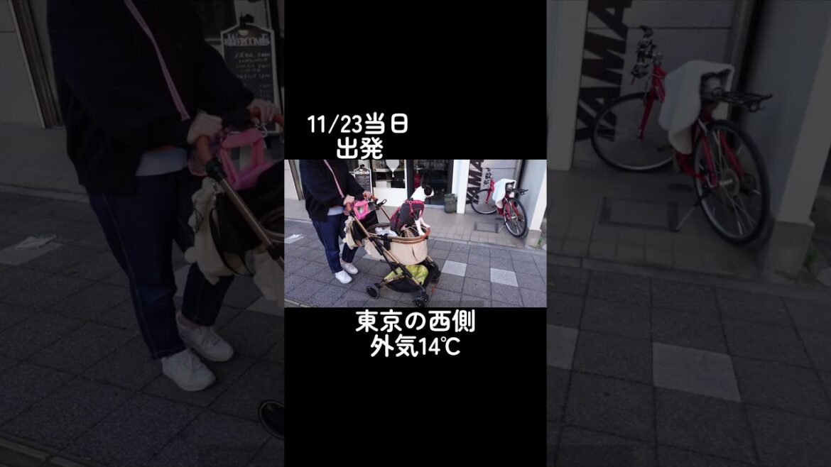 ある日シャンプーを決意するチュパ犬#ボストンテリア #puppy #bostonterrier #犬のいる生活 #ぶーちゃん