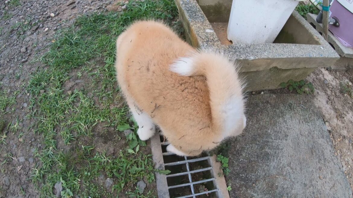 どこで遊んできたのやら…。　秋田犬の赤ちゃんのわんぱくな情景