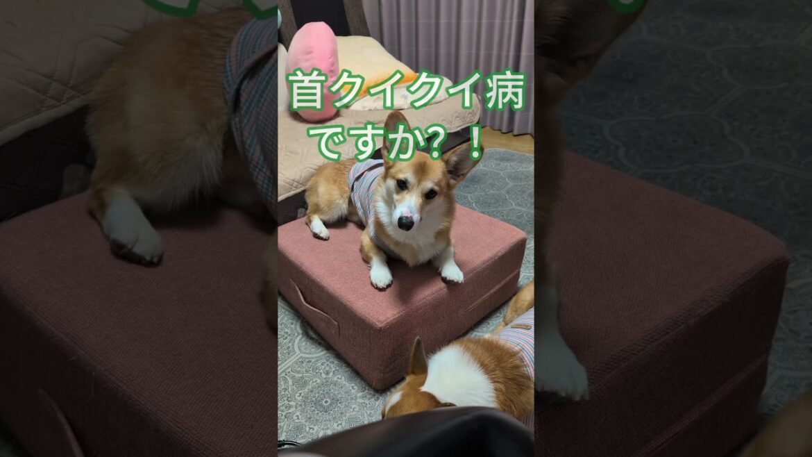 首クイが止まらないコーギー！どうしたの？！　#コーギー #おもしろ #shorts