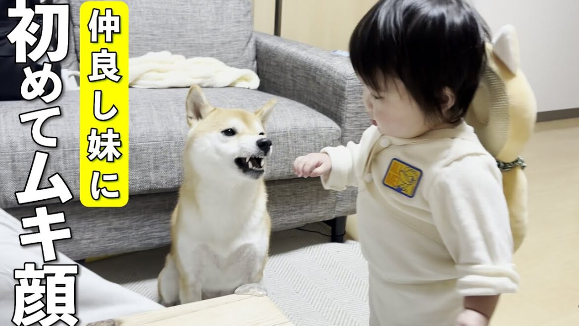 いつも仲良しで大好きな1歳児を初めて優しく怒る柴犬 いつも仲良しで大好きな1歳児を初めて優しく怒る柴犬