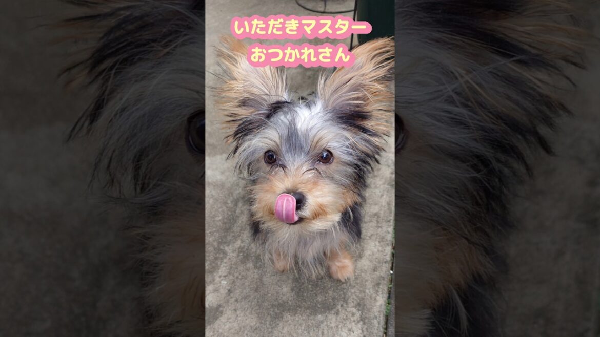 #ヨーキー #あいさつメタル #子犬 #5ヵ月 #ヨークシャーテリア #yorkie