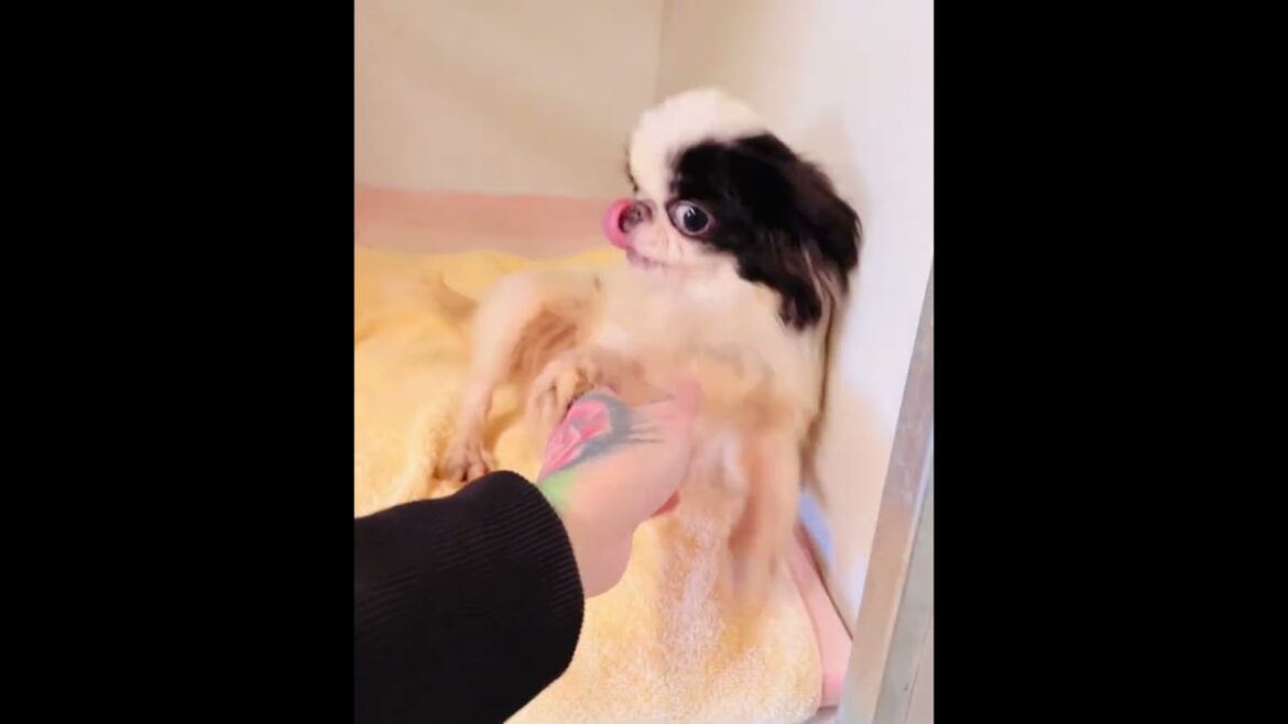 Wuffy hat den Glauben an ein neues Leben noch nicht ganz verloren