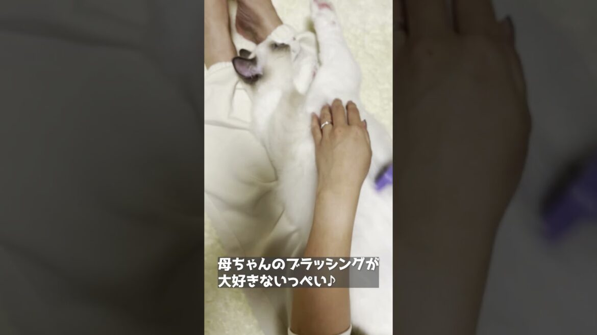 ブラッシング大好きなラグドール、いっぺい！