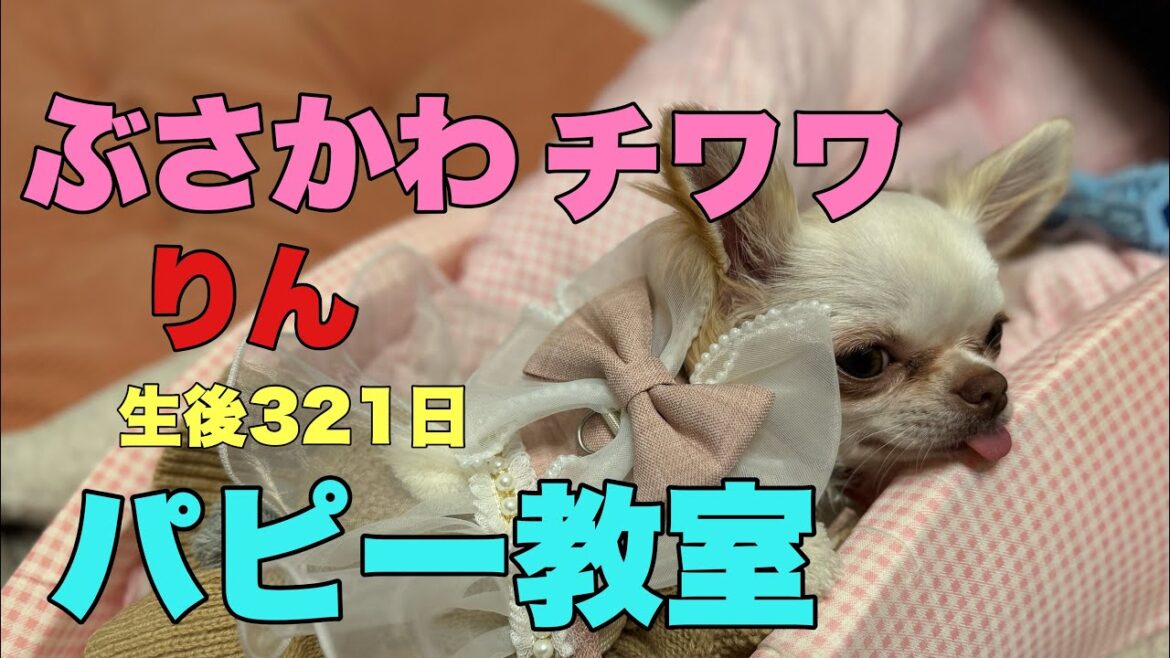 ぶさかわチワワりん。生後321日パピー教室①