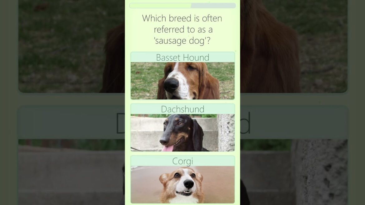 Can You Name the Adorable 'Sausage Dog' Breed? 🐶 #dogquiz  #guessthebreed