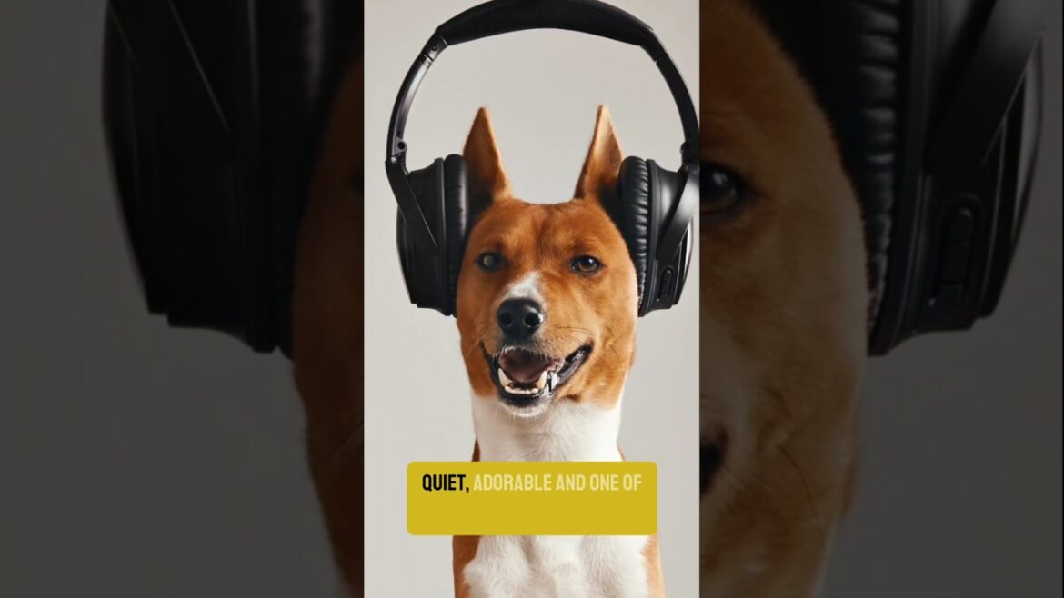The only dog breed that won’t bark—ever wondered which one?  #barktipstv #barklessdog #barking The only dog breed that won’t bark—ever wondered which one?  #barktipstv #barklessdog #barking