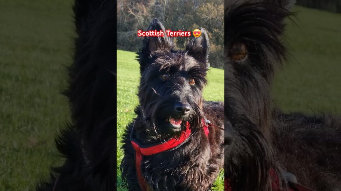 Scottish Terriers are Soooo Cute 😍