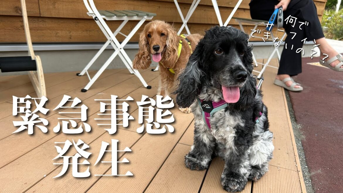 【お散歩スポット巡り#36】緊急事態発生で湘南散歩　イングリッシュコッカースパニエル「みみ」 の気持ち