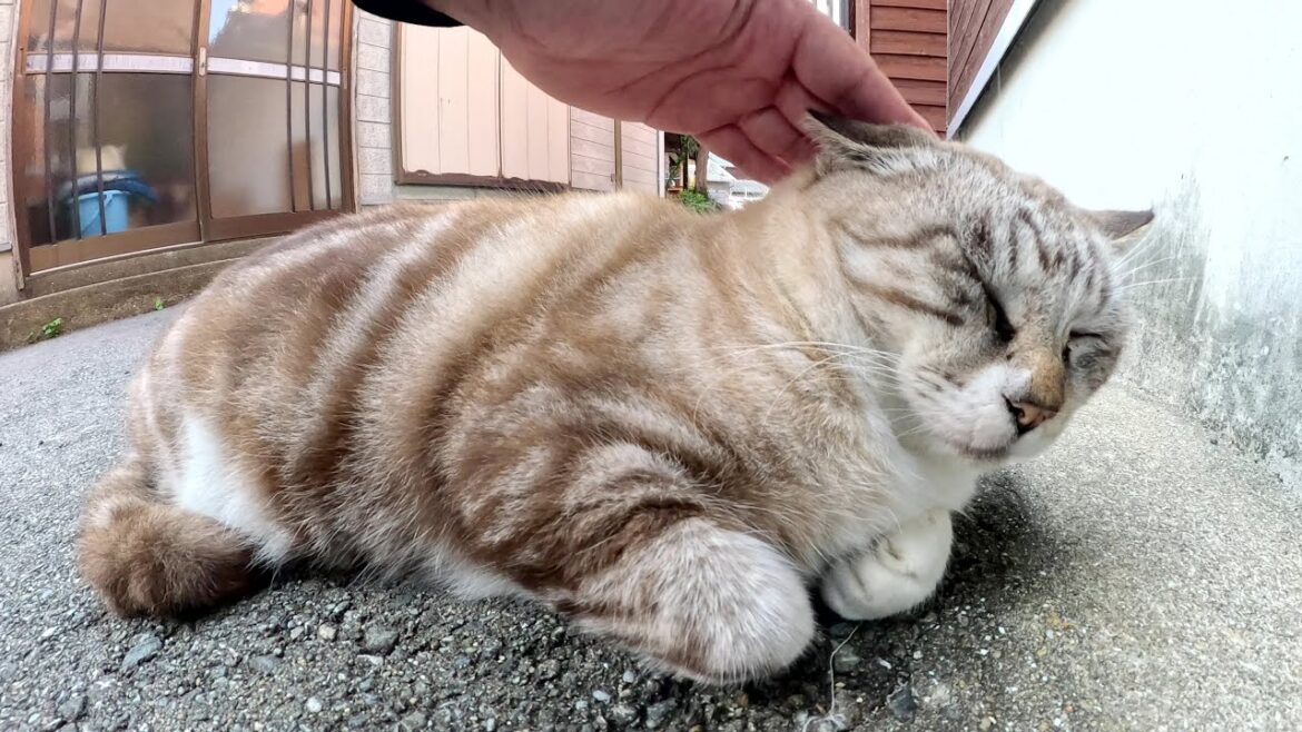 アメショー模様のシャム猫ちゃんをモフると嫌な顔をされた