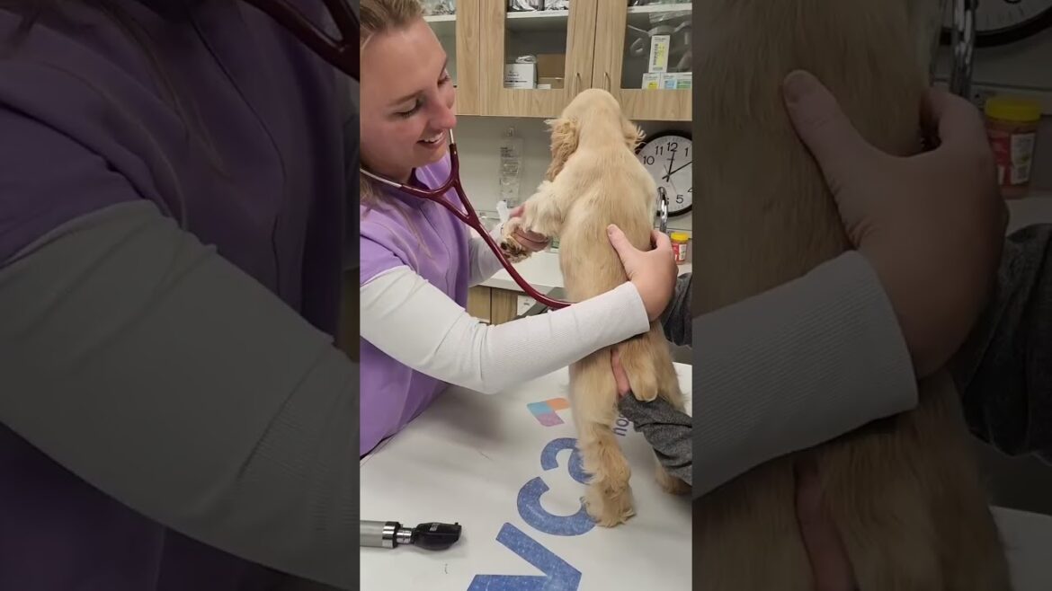 At Petland Novi, the health and happiness of our animals are our top priorities! 🐾