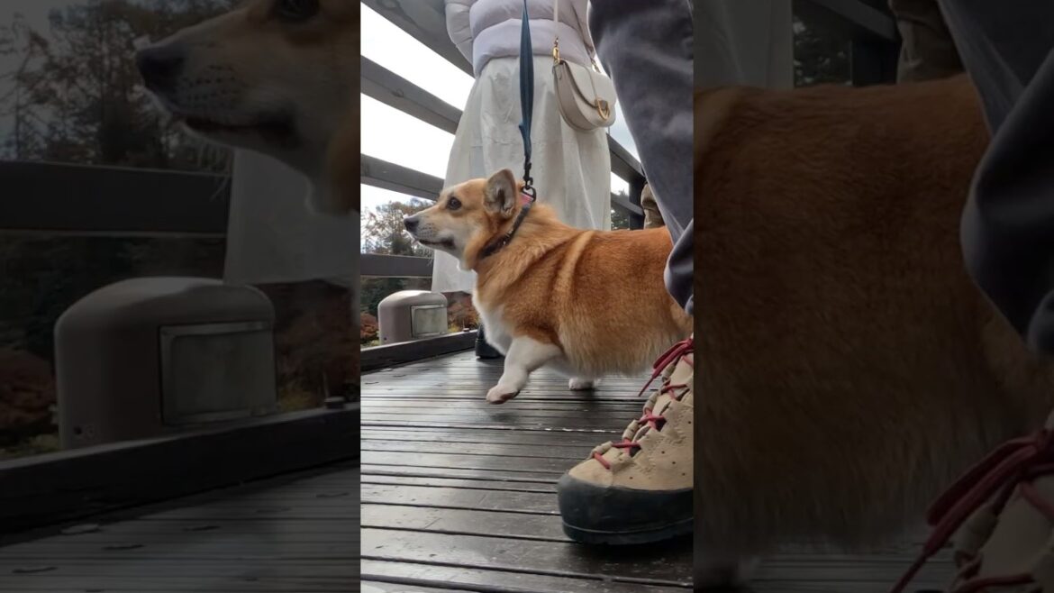 吊り橋の上のコーギー / A Corgi on a suspension bridge #コーギー #サクラ #corgi