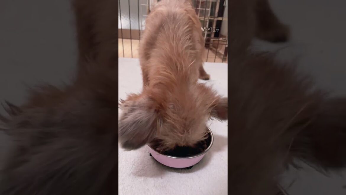 ブリュッセルグリフォン あのチューバッカのモデルになった犬種