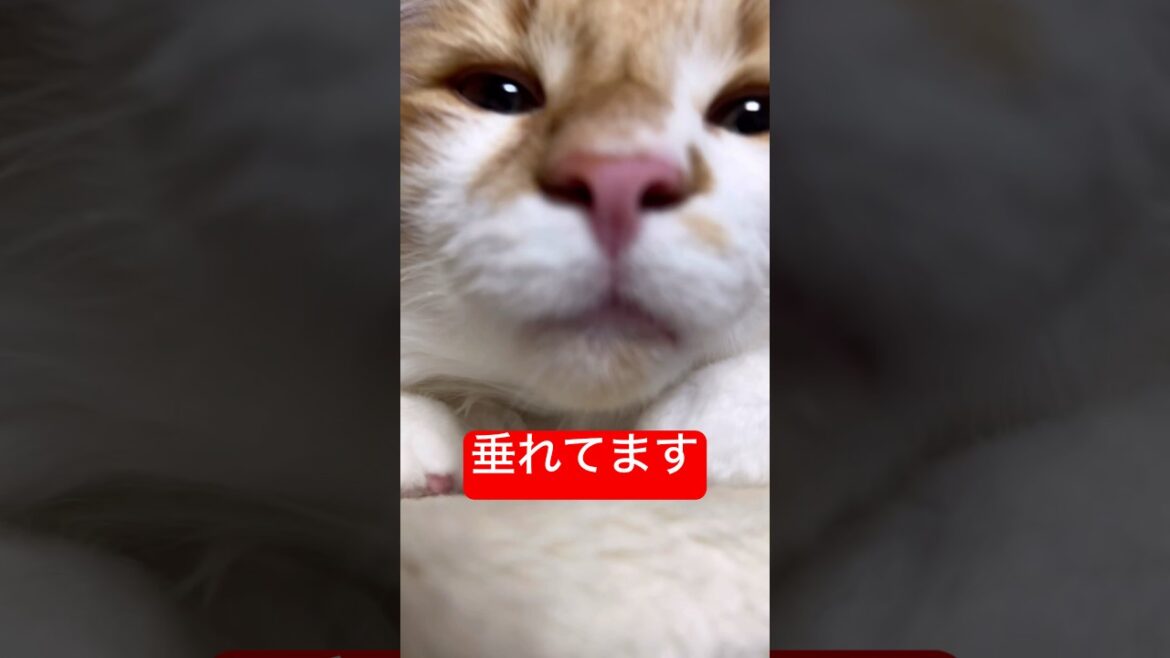 垂れてます　#cat #ノルウェージャンフォレストキャット