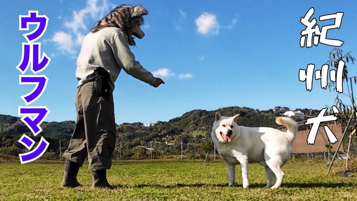 【紀州犬】キッシュと畑で遊ぶウルフマン