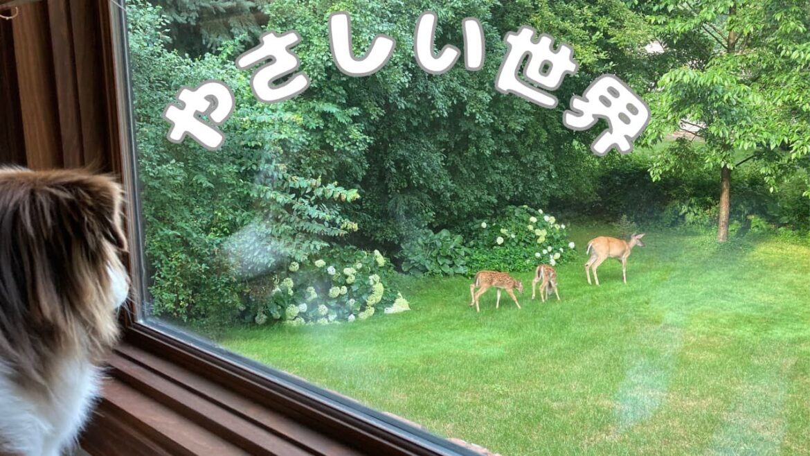 野生動物がテリトリーに侵入しても、優しさあふれる方法で追い払う犬｜オーストラリアンシェパード