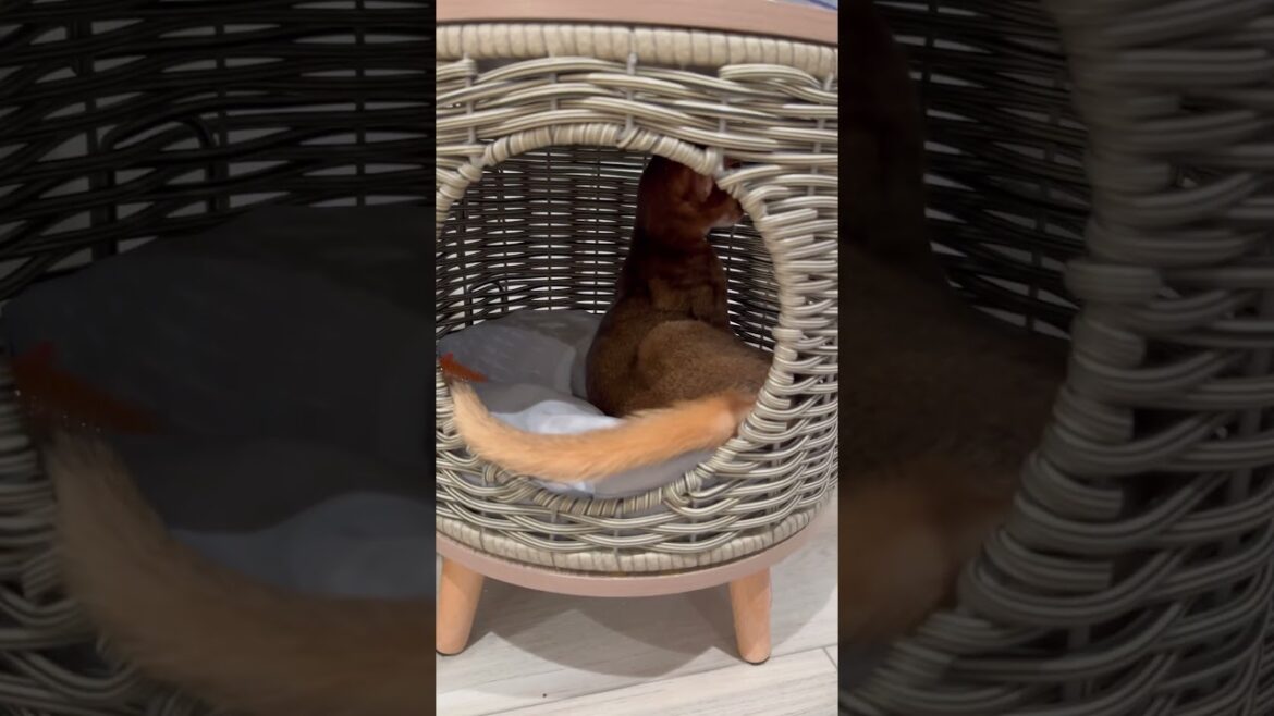Abyssinian kitten bed is getting smaller 😹#cat #shots #funnyanimals #catlover #funnycats #abycuties Abyssinian kitten bed is getting smaller 😹#cat #shots #funnyanimals #catlover #funnycats #abycuties